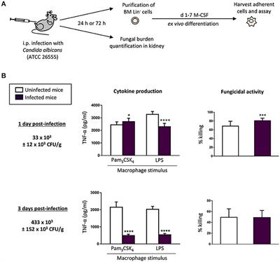 Systemic Candidiasis and TLR2 Agonist Exposure Impact the Antifungal Response of Hematopoietic Stem and Progenitor Cells